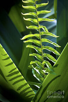 Ellen Cotton - Shapes of Hawaii 3 Ellen Cotton - Shapes of Hawaii 3