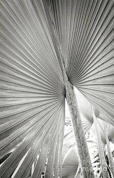 Ellen Cotton - Shapes of Hawaii 8 Ellen Cotton - Shapes of Hawaii 8