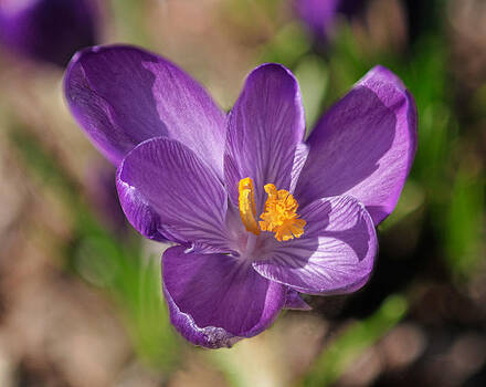 Lara Ellis - Signs of Spring Lara Ellis - Signs of Spring