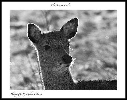 Stephen Barrie - Sika Deer at Knole Stephen Barrie - Sika Deer at Knole