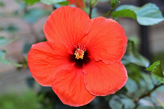 Connie Fox - Silky Red Hibiscus Flower Connie Fox - Silky Red Hibiscus Flower