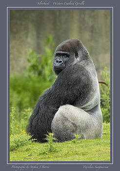Stephen Barrie - Silverback Gorilla with border Stephen Barrie - Silverback Gorilla with border