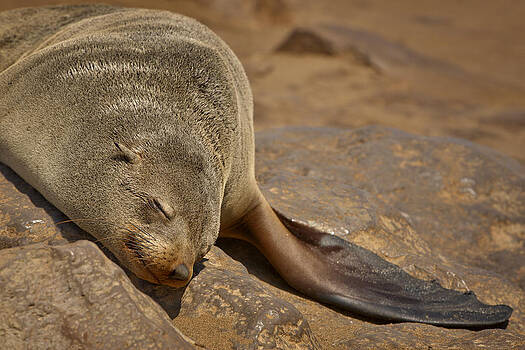Paul W Sharpe Aka Wizard of Wonders - Sleeping Cape Fur Seal Paul W Sharpe Aka Wizard of Wonders - Sleeping Cape Fur Seal
