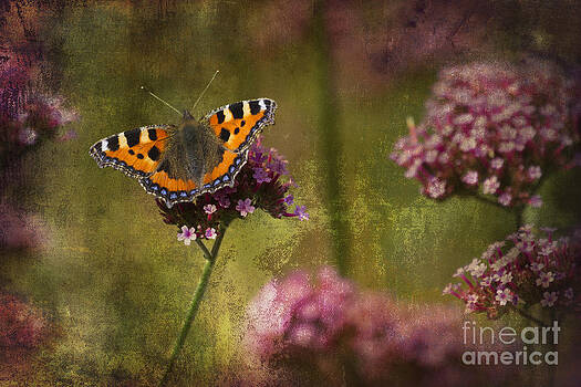 Clare Bambers - Small Tortoiseshell Butterfly Clare Bambers - Small Tortoiseshell Butterfly
