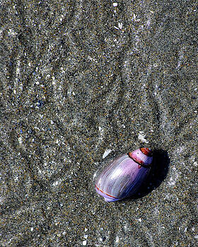 Lisa Phillips - Snail Lisa Phillips - Snail