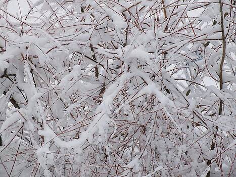 Gene Cyr - Snow A Plenty Gene Cyr - Snow A Plenty