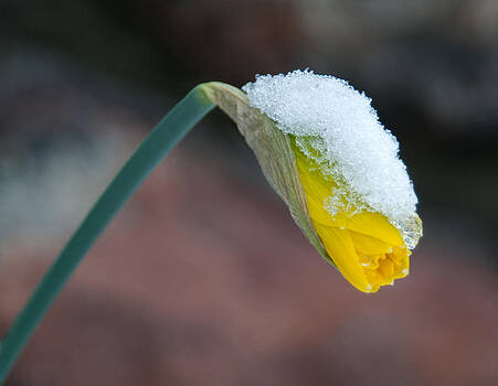 Lara Ellis - Snow Kissed Daffodil Lara Ellis - Snow Kissed Daffodil