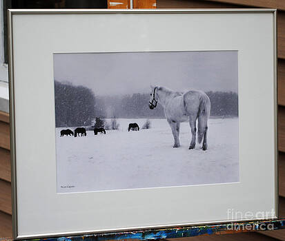 Cori Caputo - Snowball watching the herd Cori Caputo - Snowball watching the herd