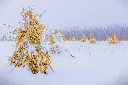 Chris Bordeleau - Snowy Corn Shocks - Artistic Chris Bordeleau - Snowy Corn Shocks - Artistic