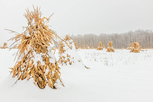 Chris Bordeleau - Snowy Corn Shocks Chris Bordeleau - Snowy Corn Shocks