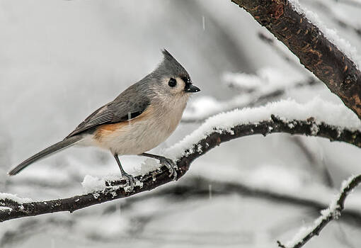 Lara Ellis - Snowy Little Titmouse Lara Ellis - Snowy Little Titmouse