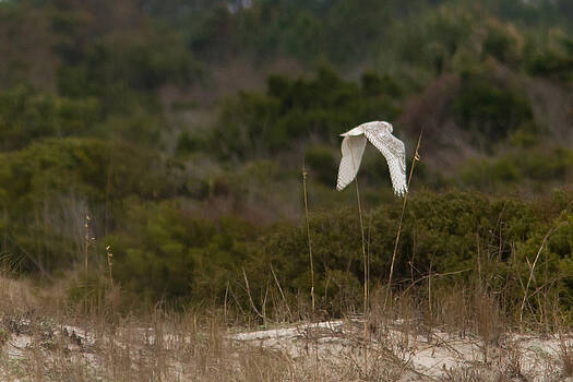 Paul Rebmann - Snowy Owl Dune Flight Paul Rebmann - Snowy Owl Dune Flight