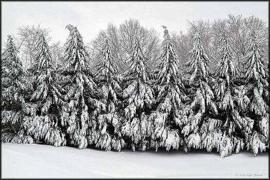 Erika Fawcett - Snowy Pines Erika Fawcett - Snowy Pines