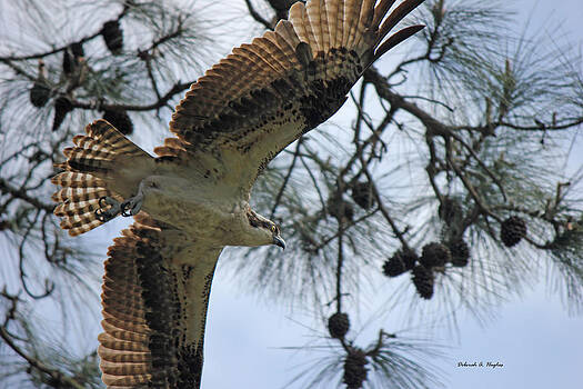 Deborah Hughes - Soaring Hawk Deborah Hughes - Soaring Hawk