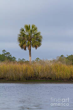 Paul Rebmann - Sopchoppy Palm Paul Rebmann - Sopchoppy Palm