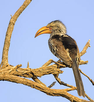 Paul W Sharpe Aka Wizard of Wonders - Southern Yellow-Billed Hornbill Sitting on a Branch Paul W Sharpe Aka Wizard of Wonders - Southern Yellow-Billed Hornbill Sitting on a Branch