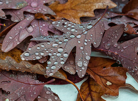 Lara Ellis - Sparkling Oak Leaves Lara Ellis - Sparkling Oak Leaves
