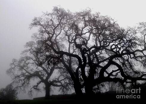 DJ Laughlin - Spooky Oak Trees DJ Laughlin - Spooky Oak Trees