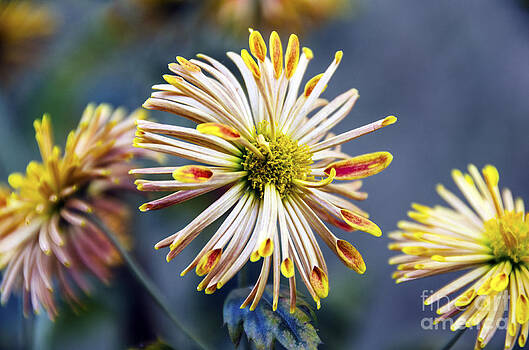 Pravine Chester - Spoon Chrysanthemums Pravine Chester - Spoon Chrysanthemums