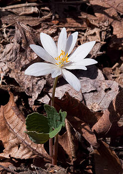 Lara Ellis - Spring Bloodroot Wildflower 2 Lara Ellis - Spring Bloodroot Wildflower 2