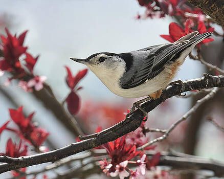 Lara Ellis - Spring Colors Nuthatch Lara Ellis - Spring Colors Nuthatch