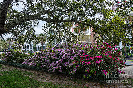Dale Powell - Spring in White Point Gardens Dale Powell - Spring in White Point Gardens