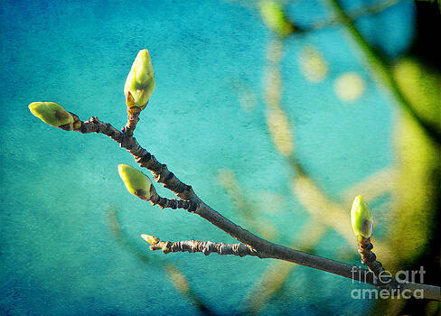 Ellen Cotton - Spring is in the Air Ellen Cotton - Spring is in the Air