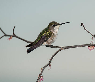 Lara Ellis - Spring Ruby Throated Hummingbird 2014 1 Lara Ellis - Spring Ruby Throated Hummingbird 2014 1