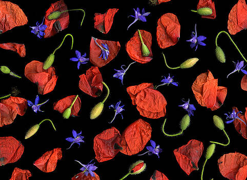 Christian Slanec - Springflowers Christian Slanec - Springflowers