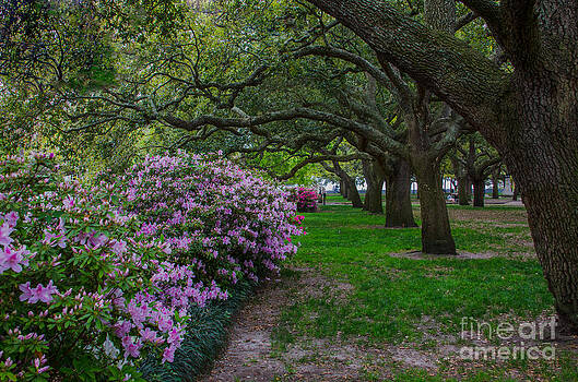 Dale Powell - Springtime in Charleston Dale Powell - Springtime in Charleston