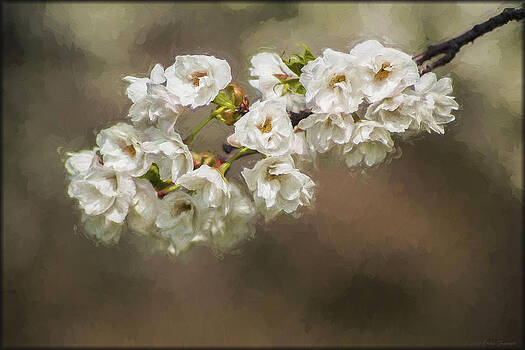 Erika Fawcett - Springtime in DC Erika Fawcett - Springtime in DC