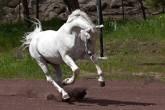 Wes and Dotty Weber - Stallion Wes and Dotty Weber - Stallion