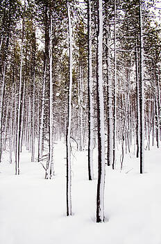 Robert VanDerWal - Standing Up to a Snow Storm Robert VanDerWal - Standing Up to a Snow Storm