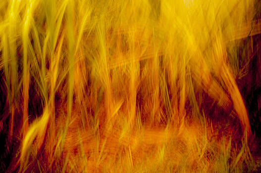 Paul W Sharpe Aka Wizard of Wonders - Sugar Cane - The Fire Paul W Sharpe Aka Wizard of Wonders - Sugar Cane - The Fire