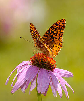 Lara Ellis - Summer Colors Butterfly Lara Ellis - Summer Colors Butterfly