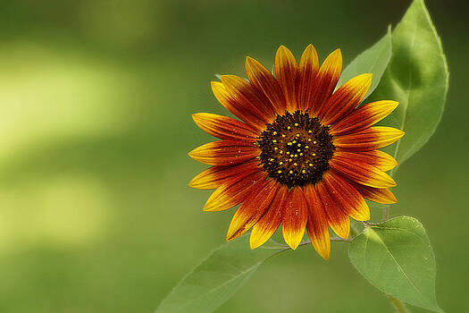 Scott Hovind - Summer Sunflower 3 Scott Hovind - Summer Sunflower 3