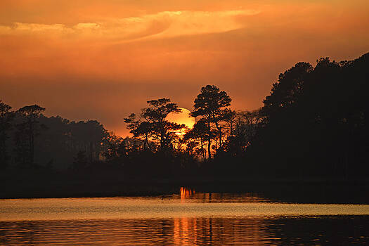 Bill Swartwout Fine Art Photography - Sun Setting in Trees Bill Swartwout Fine Art Photography - Sun Setting in Trees