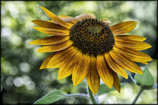 Erika Fawcett - Sunflower Bokeh Erika Fawcett - Sunflower Bokeh