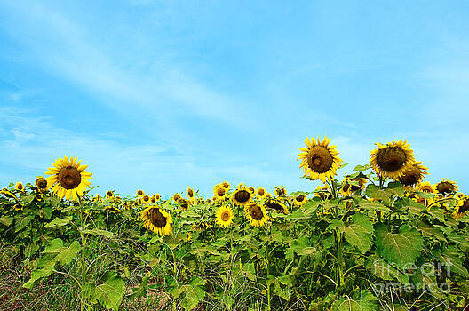 Danny Hooks - Sunflowers in Field Danny Hooks - Sunflowers in Field
