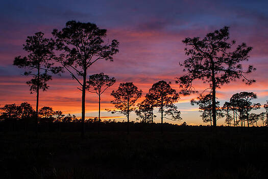 Paul Rebmann - Sunset Pines Paul Rebmann - Sunset Pines