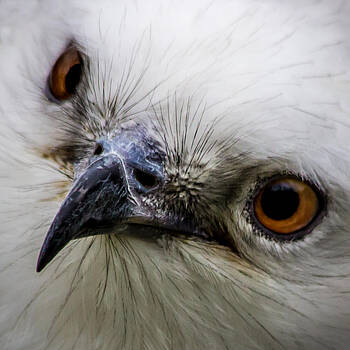 James Woody - Swallow Tailed Kite James Woody - Swallow Tailed Kite
