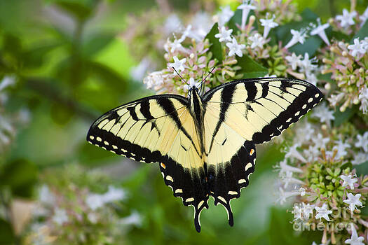 Jill Lang - Swallowtail Butterfly Feeding on Abelia Jill Lang - Swallowtail Butterfly Feeding on Abelia