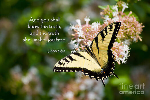 Jill Lang - Swallowtail Butterfly on Abelia with Scripture Jill Lang - Swallowtail Butterfly on Abelia with Scripture