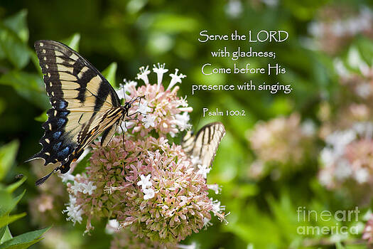 Jill Lang - Swallowtail Butterfly on Chinese Abelia with Scripture Jill Lang - Swallowtail Butterfly on Chinese Abelia with Scripture