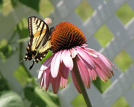 MTBobbins Photography - Looking up at Swallowtail on Coneflower MTBobbins Photography - Looking up at Swallowtail on Coneflower