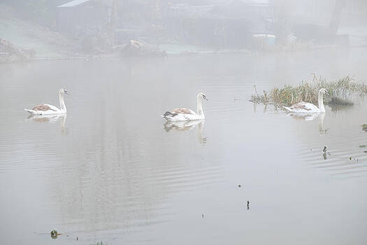 Mark Severn - swans in fog Mark Severn - swans in fog