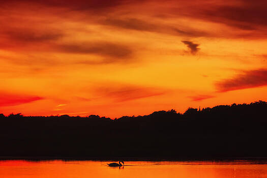 Sylvia J Zarco - Swimming in Sunset Skies Sylvia J Zarco - Swimming in Sunset Skies