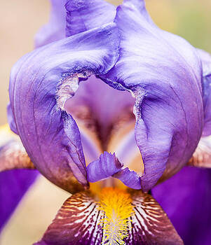 Lara Ellis - Temple of the Iris Lara Ellis - Temple of the Iris