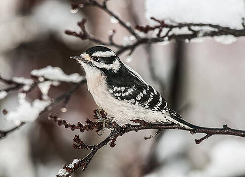 Lara Ellis - Thanksgiving Day Downy Woodpecker Lara Ellis - Thanksgiving Day Downy Woodpecker