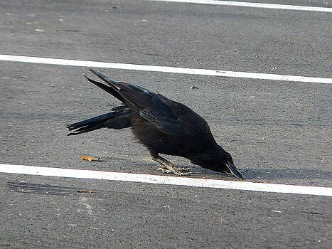 Marc Philippe Joly - The crow and the seed Marc Philippe Joly - The crow and the seed